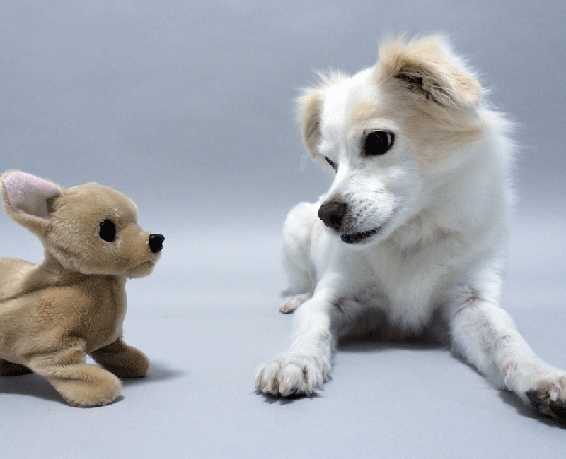 Spitz_mit_Plueschhund